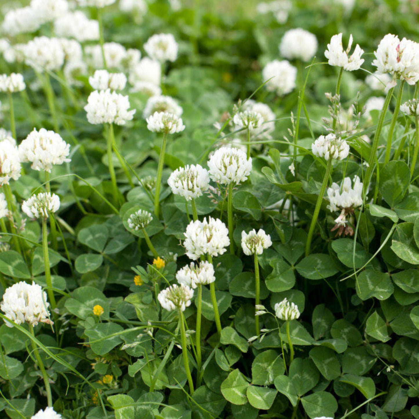 White Ladino Clover Seed