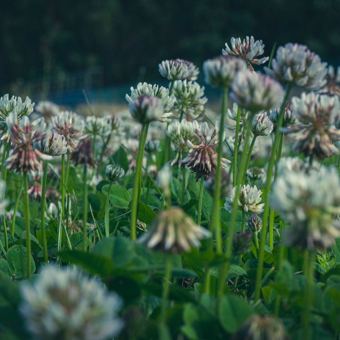 White Ladino Clover Seed