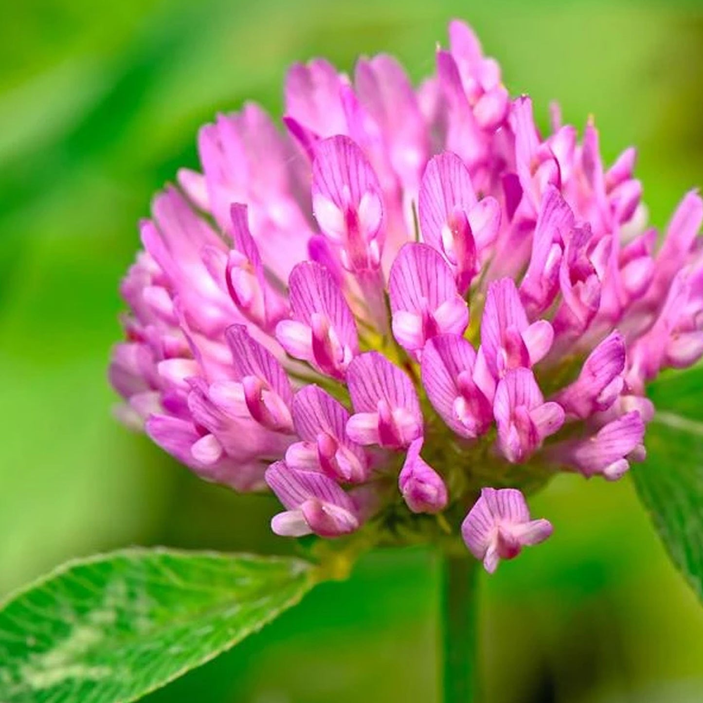 Medium Red Clover Seed