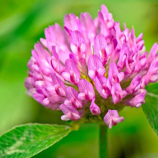 Medium Red Clover Seed