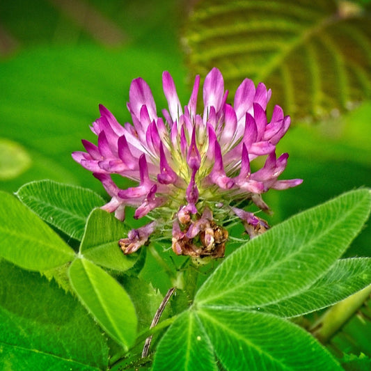 Medium Red Clover Seed
