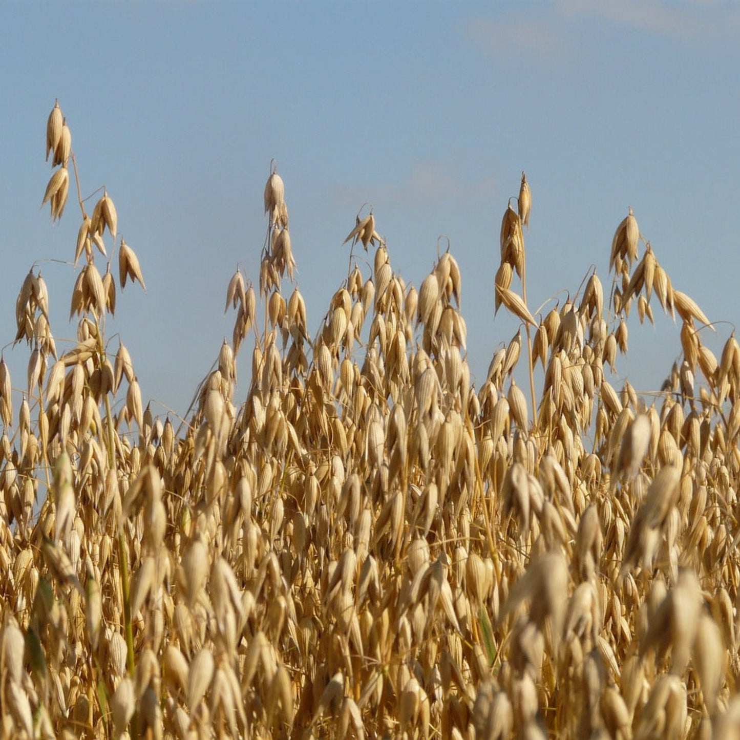 Oat Seed
