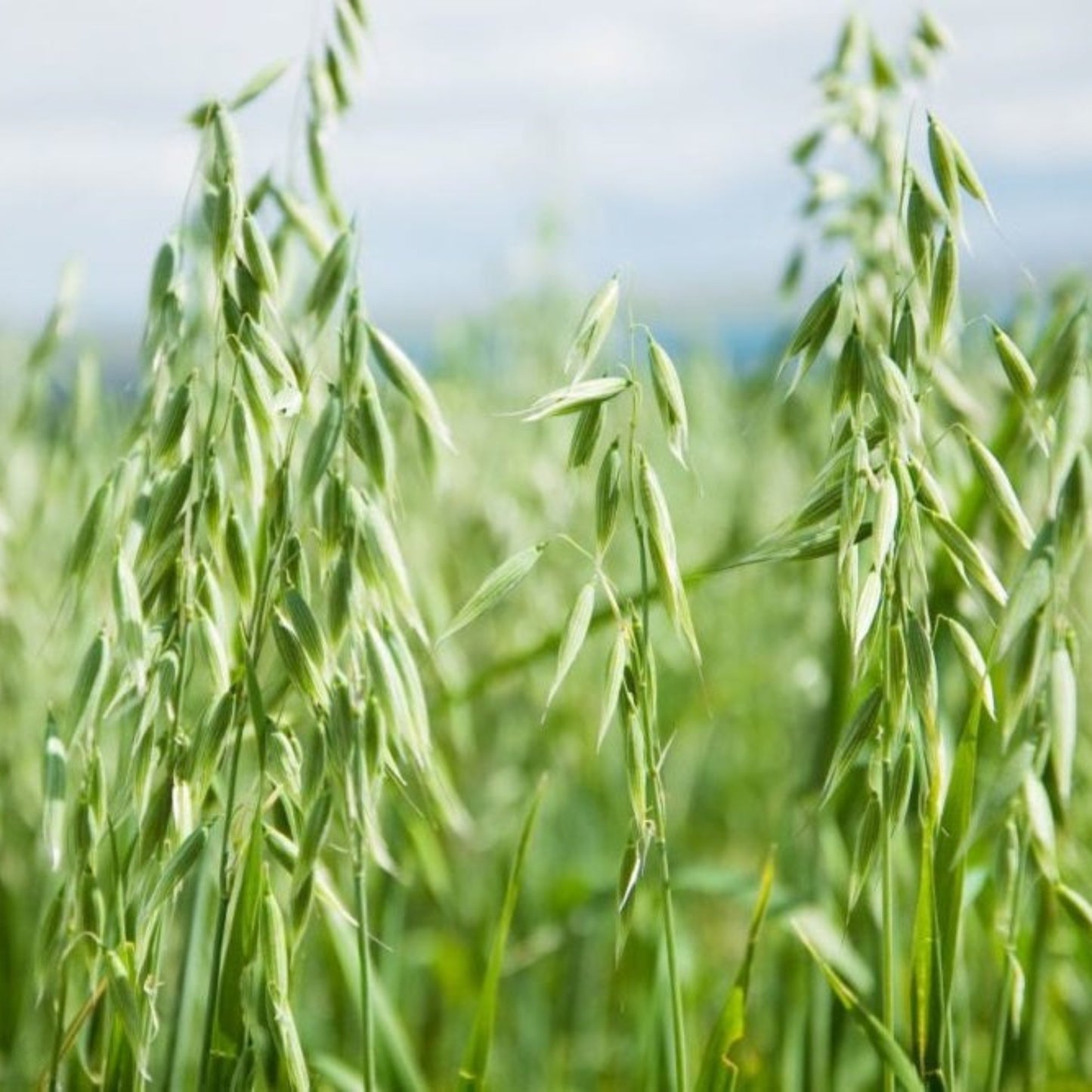 Oat Seed