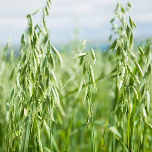 Oat Seed