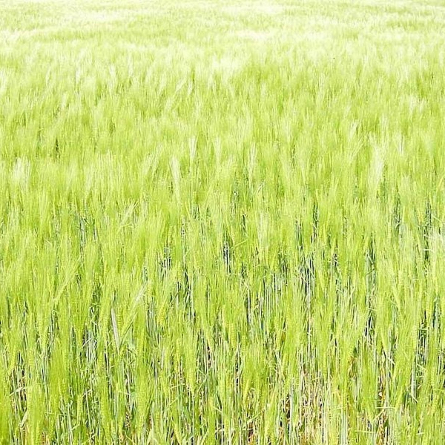 Oat Seed