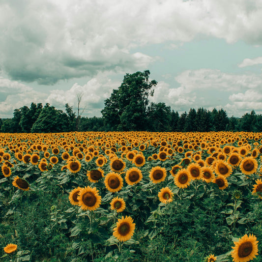 Peredovik Sunflower Seed
