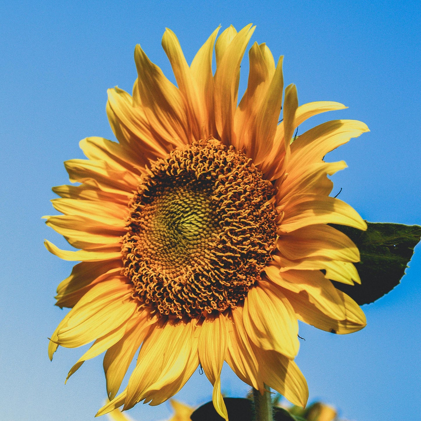 Peredovik Sunflower Seed