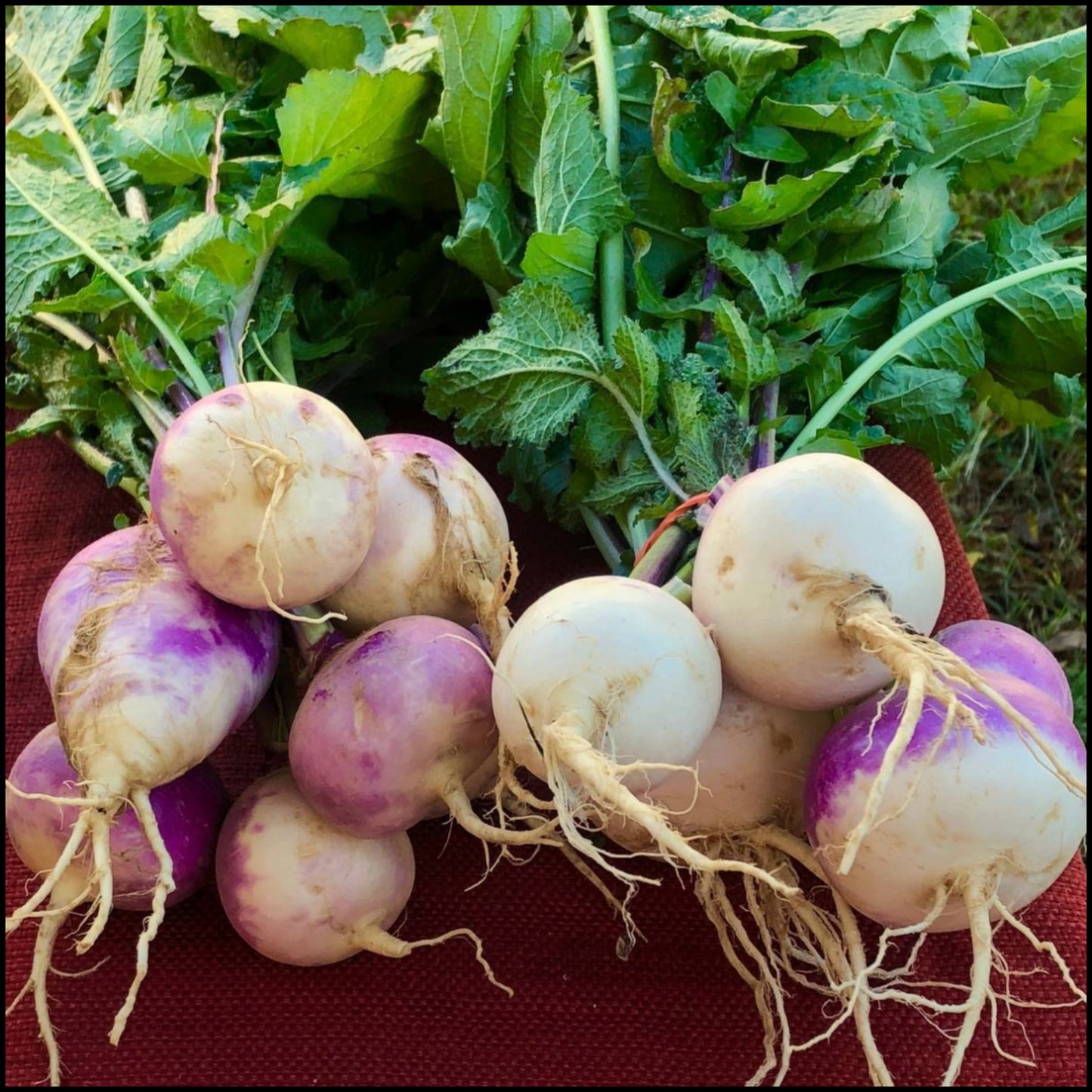 Purple Top White Globe Turnip Seed