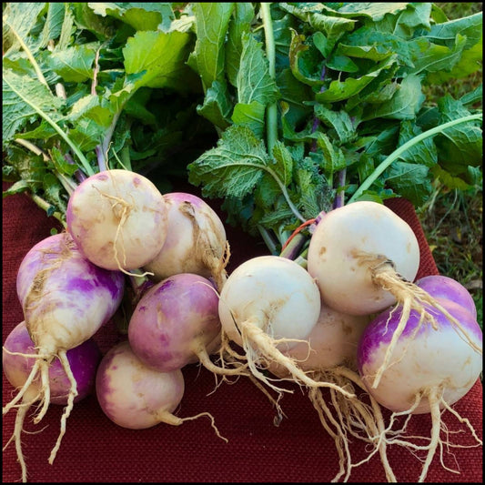 Purple Top White Globe Turnip Seed