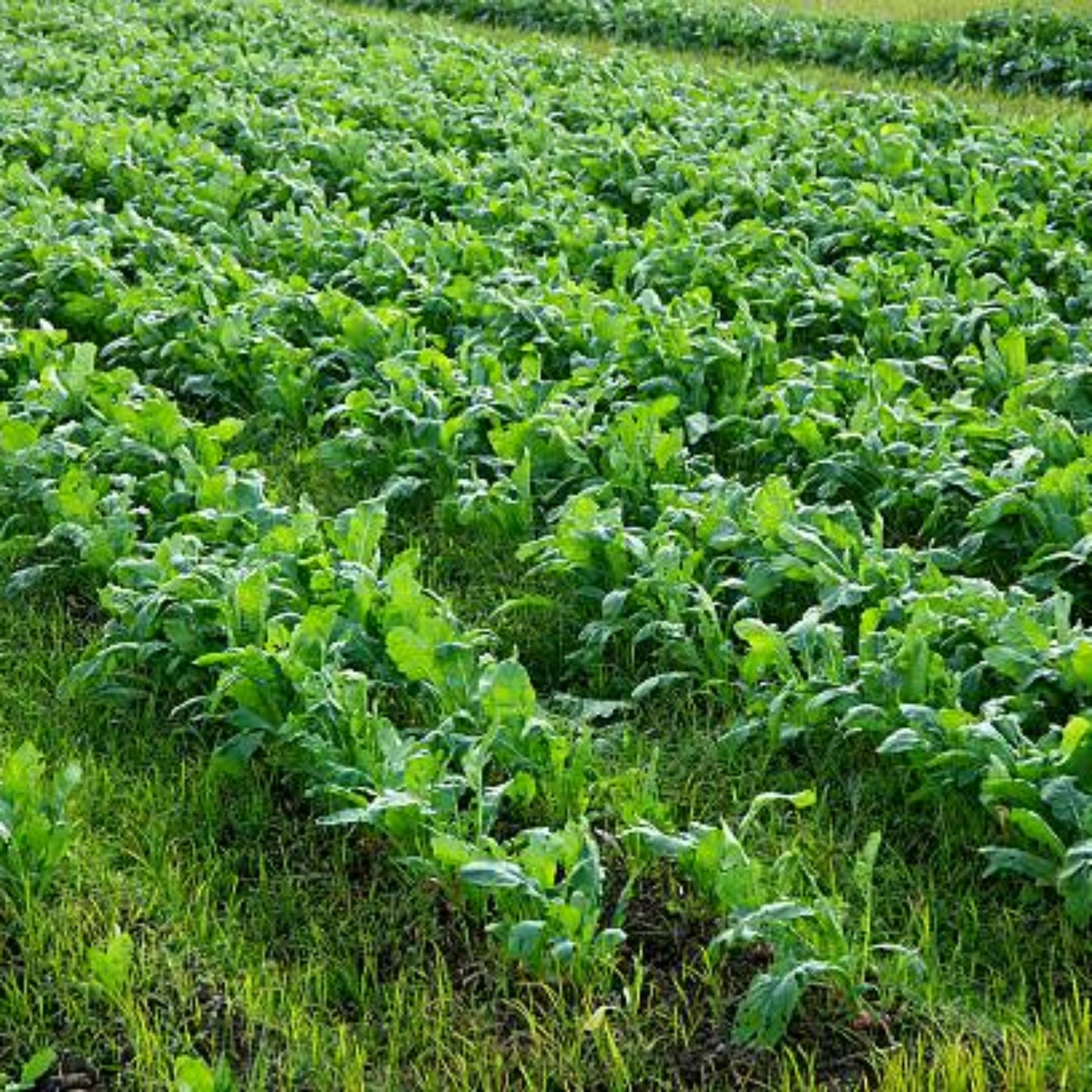 Purple Top White Globe Turnip Seed