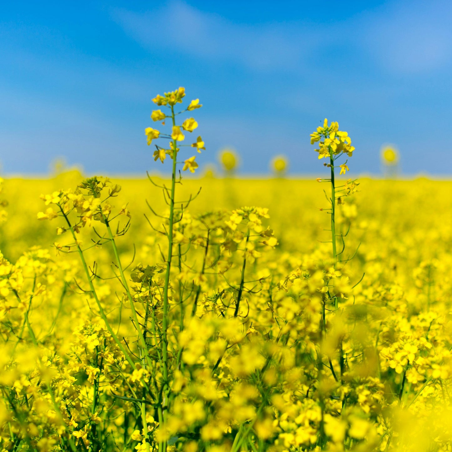 Trophy Rape Seed