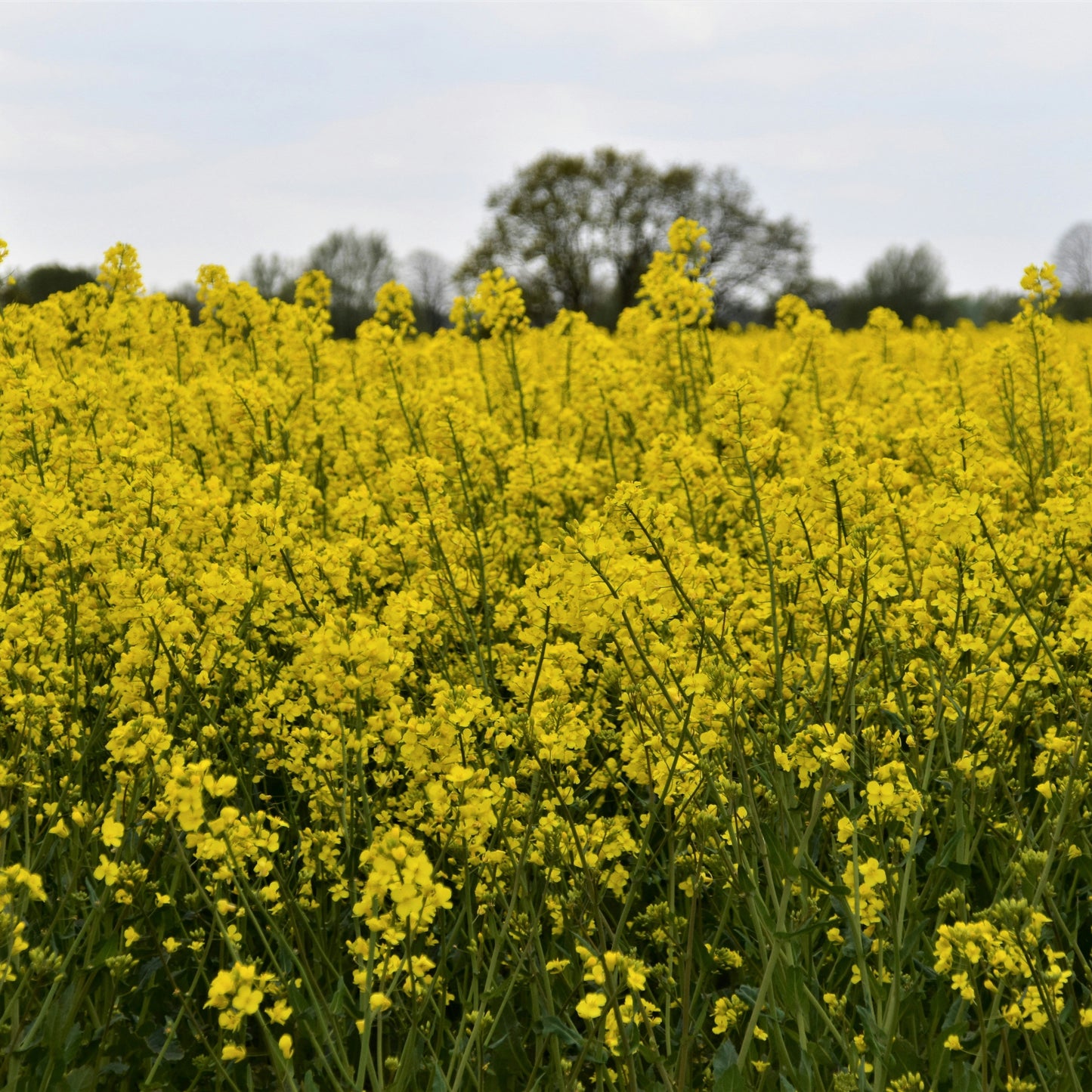 Trophy Rape Seed