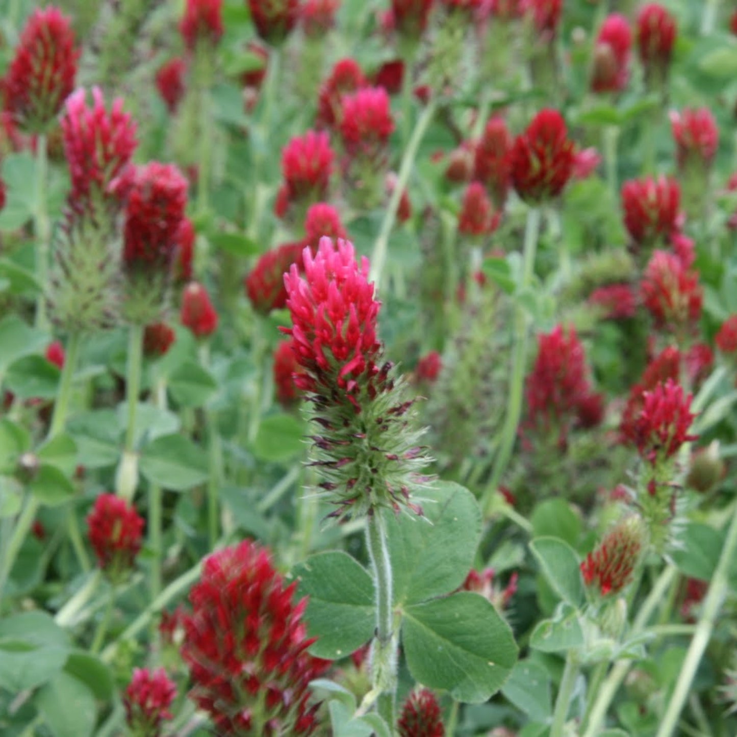 Crimson Clover Seed