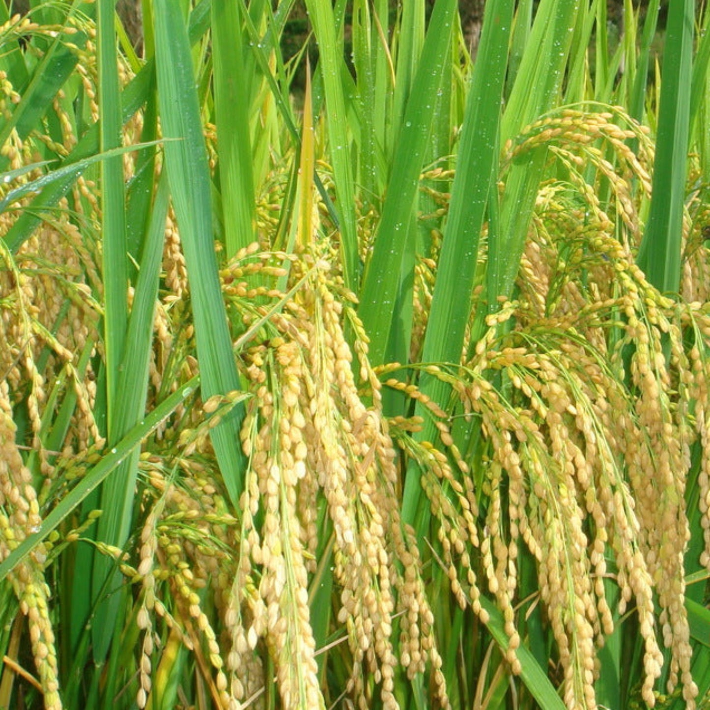 Rice Seed
