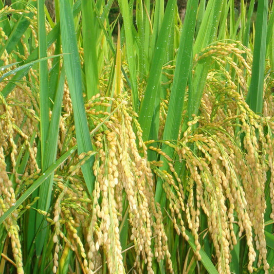 Rice Seed