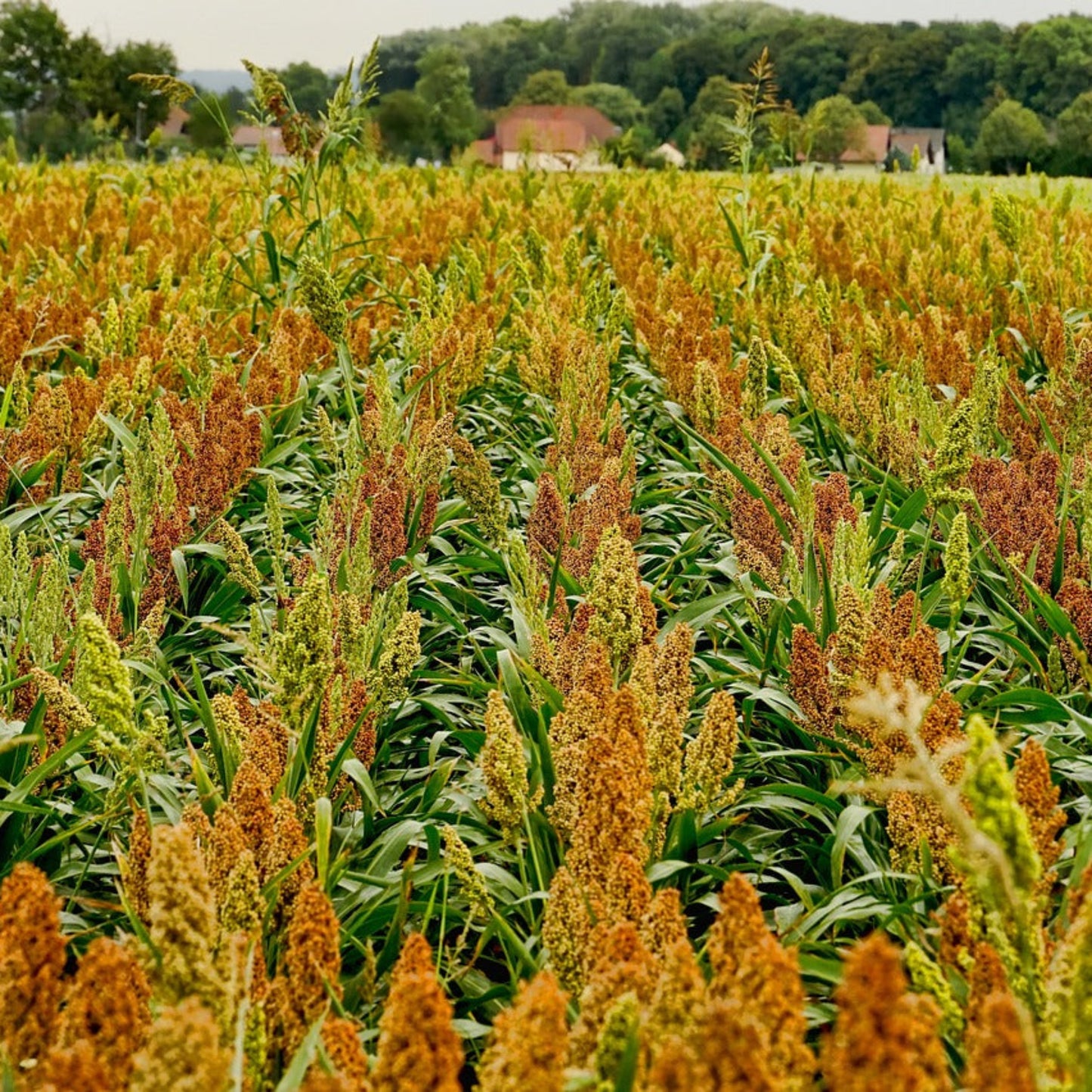 WGF Sorghum Seed