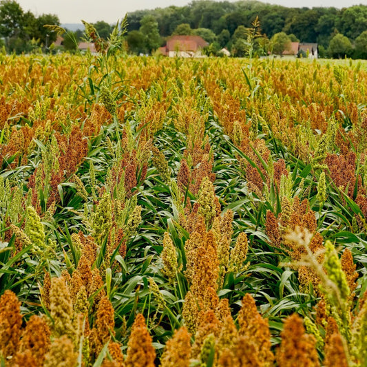 WGF Sorghum Seed