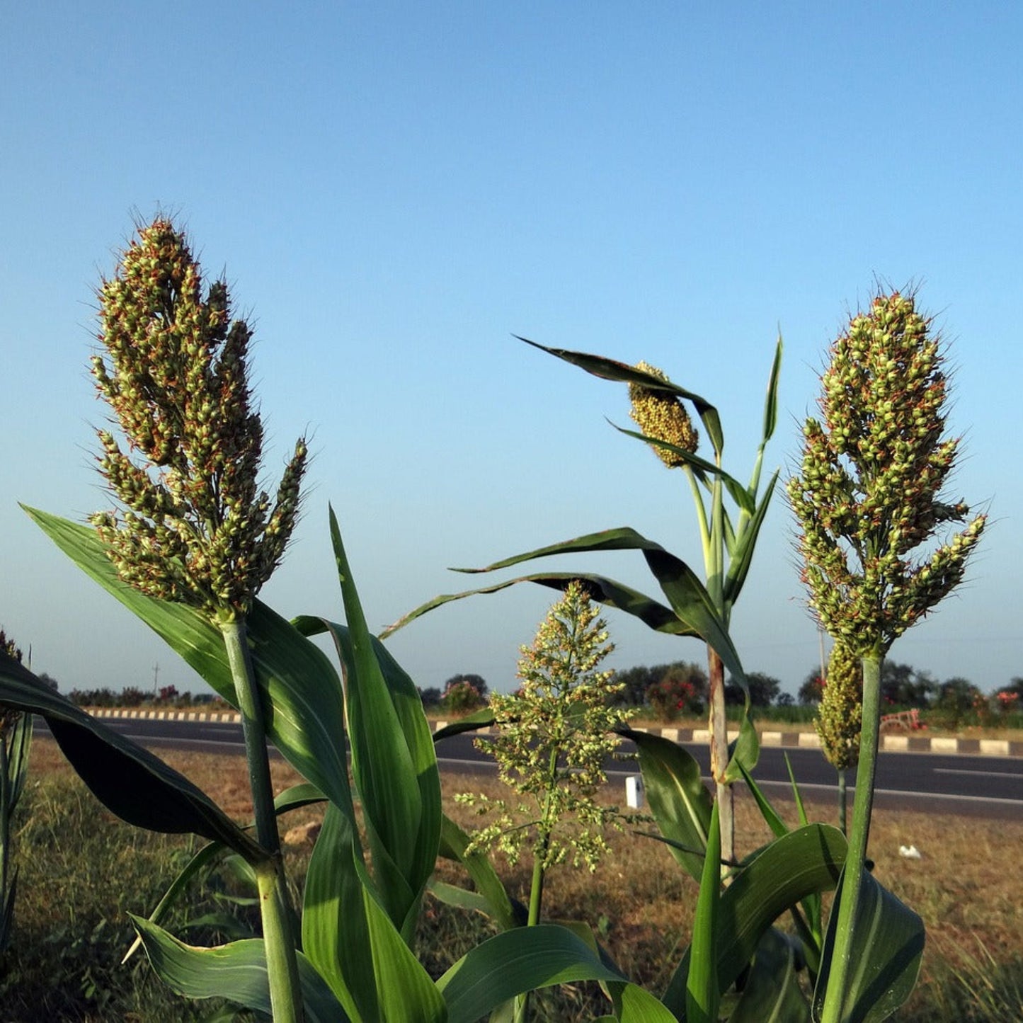 WGF Sorghum Seed