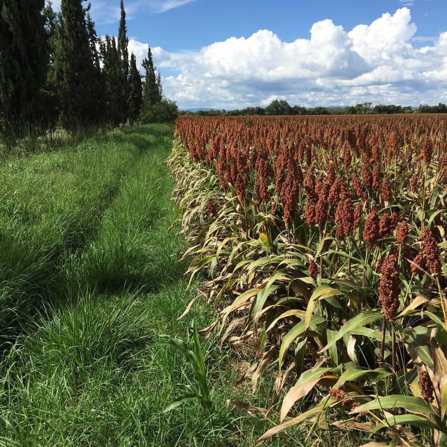 WGF Sorghum Seed
