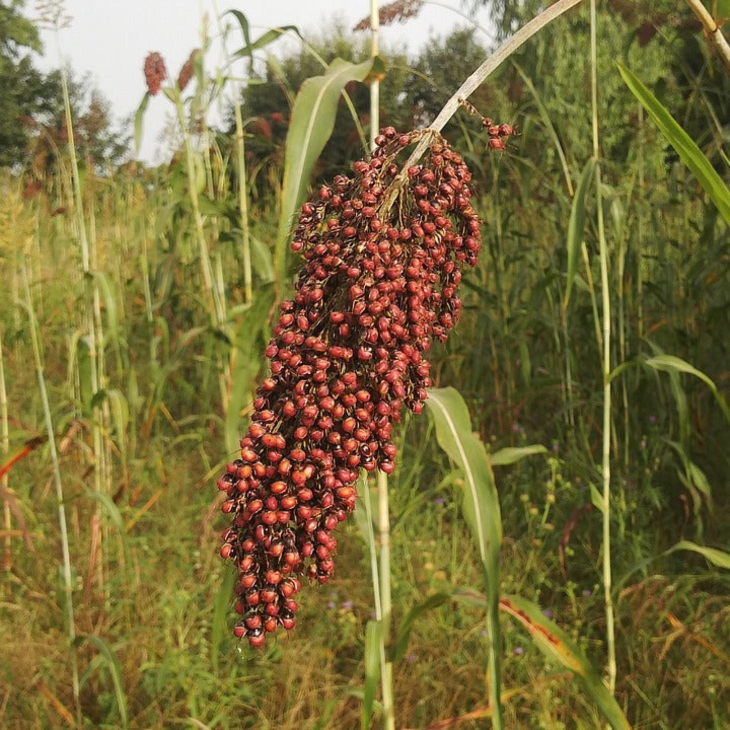 WGF Sorghum Seed