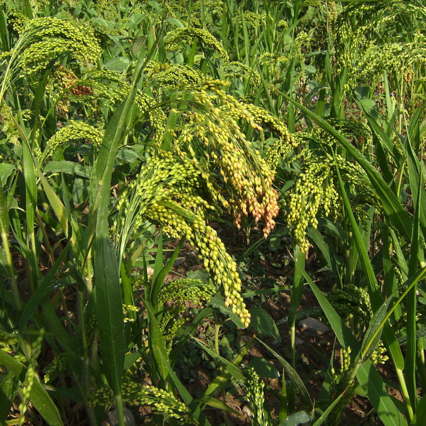 Sorghum Sudangrass Seed