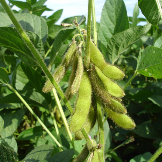 Soybean Seed
