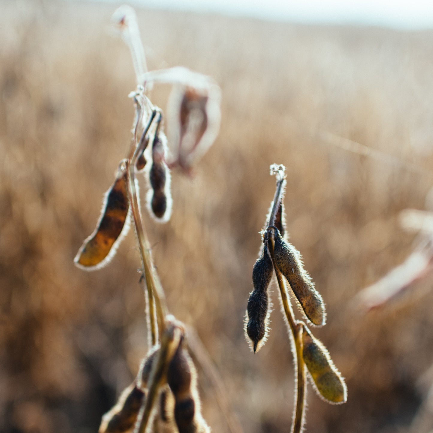 Soybean Seed