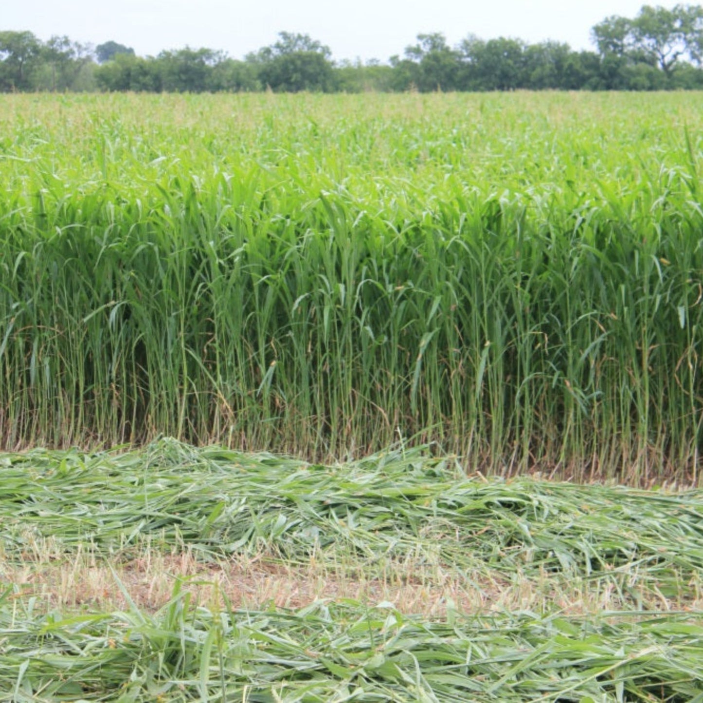Sorghum Sudangrass Seed