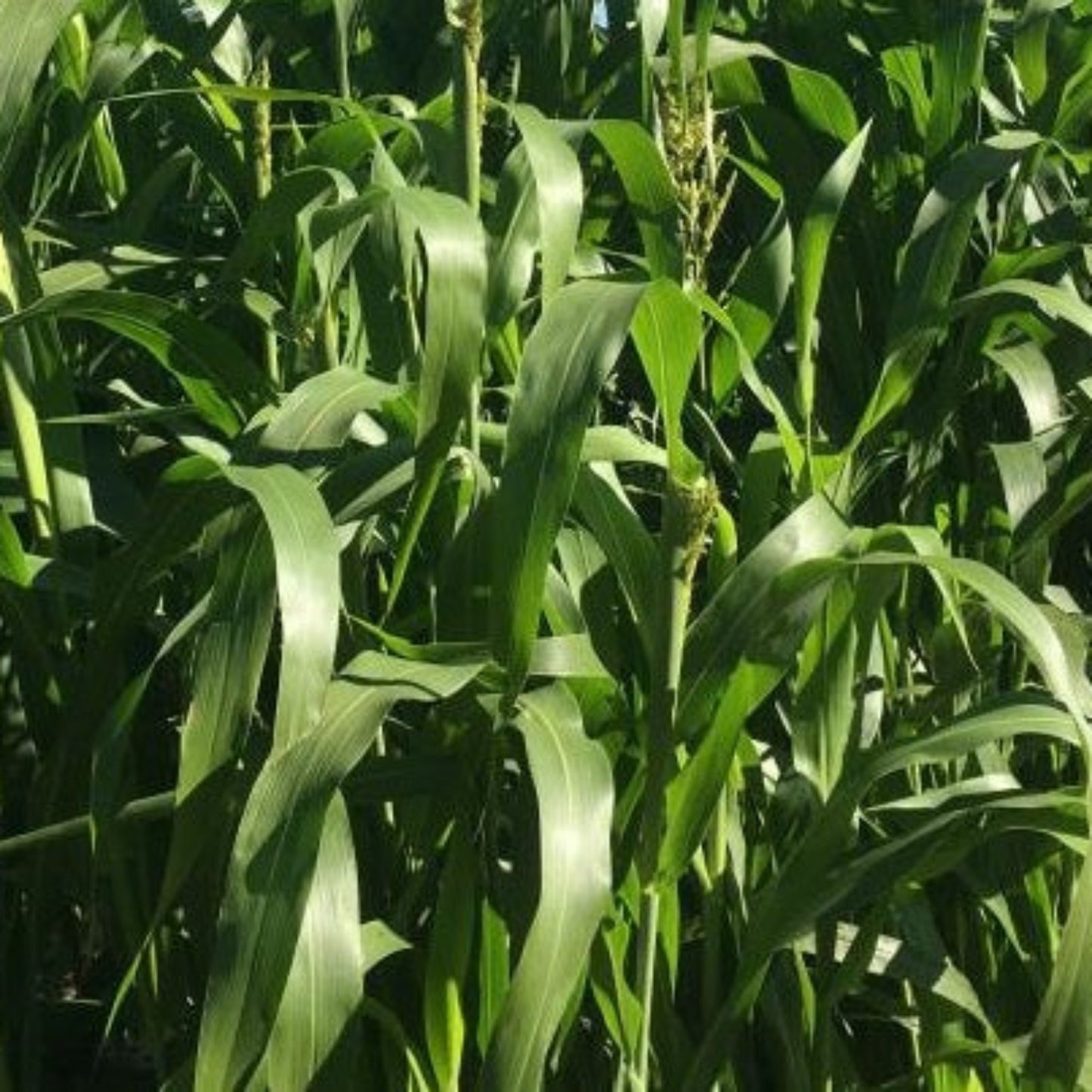 Sorghum Sudangrass Seed