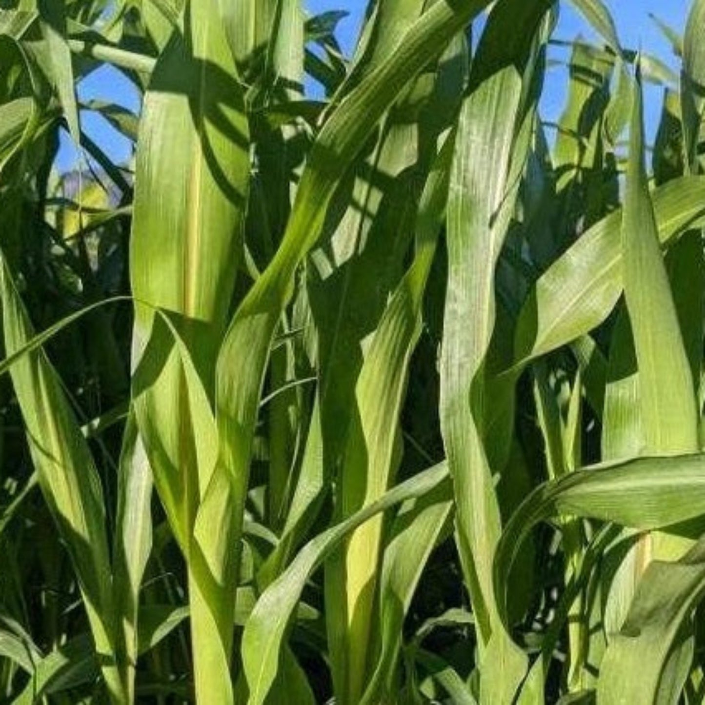 Sorghum Sudangrass Seed