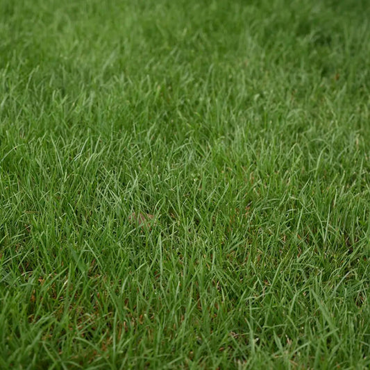 Tall Fescue Seed