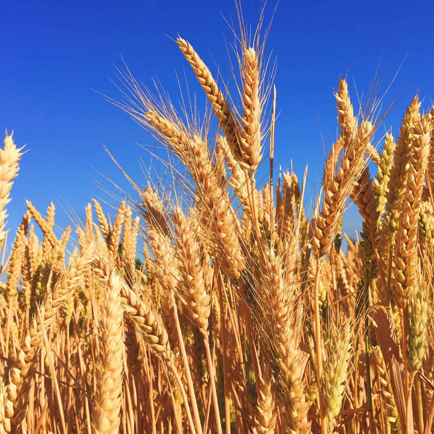 Hard Red Winter Wheat Seed