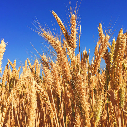 Hard Red Winter Wheat Seed