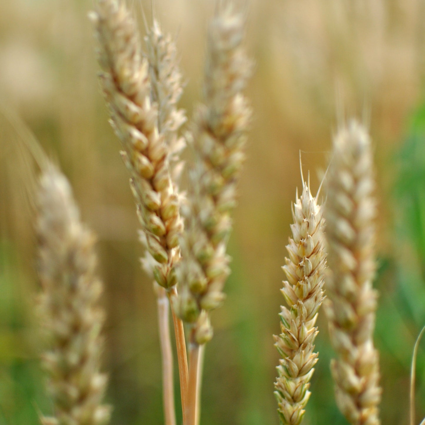 Hard Red Winter Wheat Seed