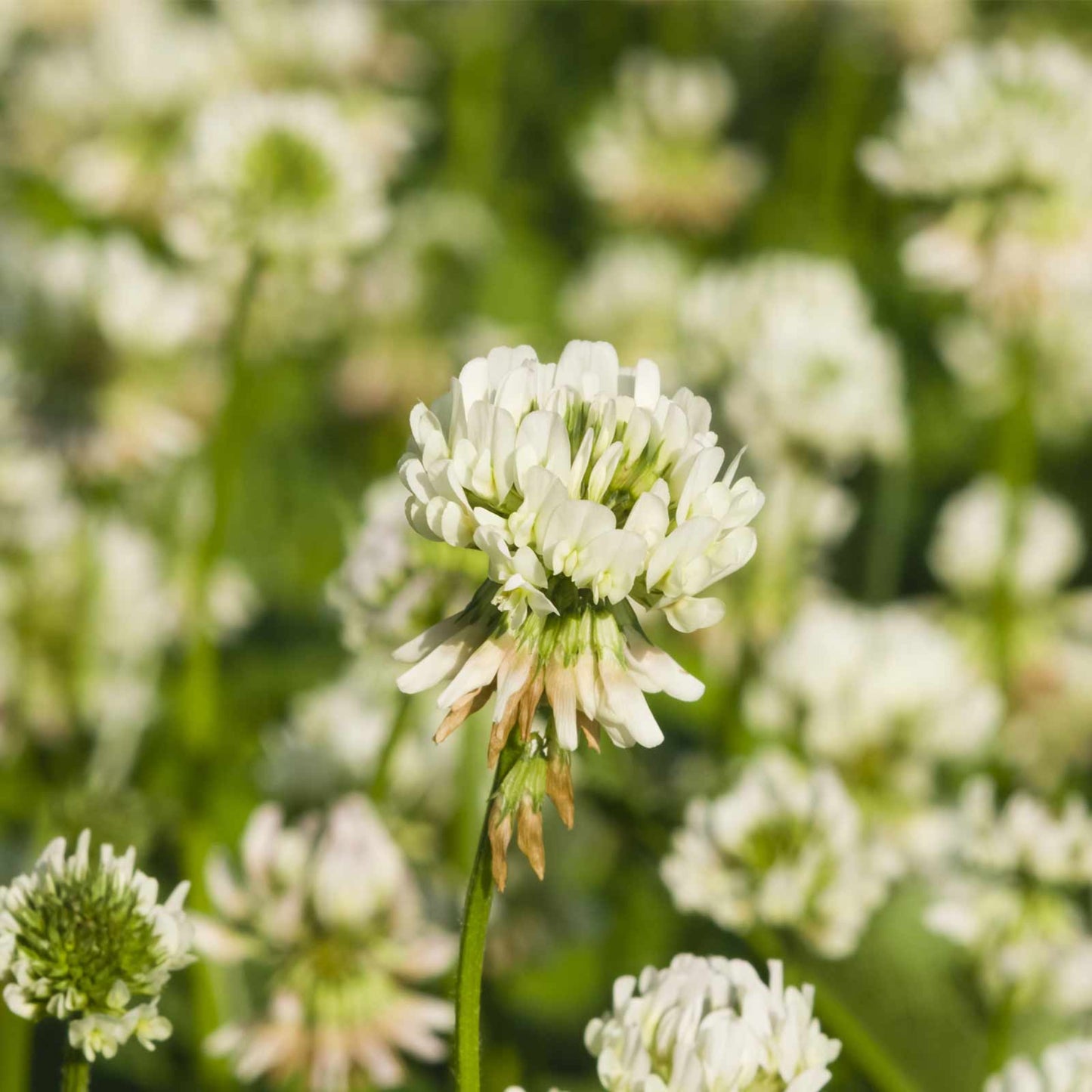 White Dutch Clover Seed