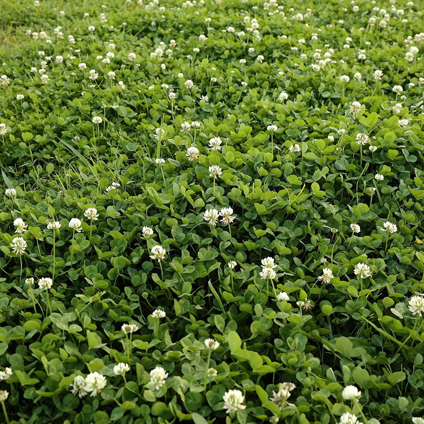White Dutch Clover Seed