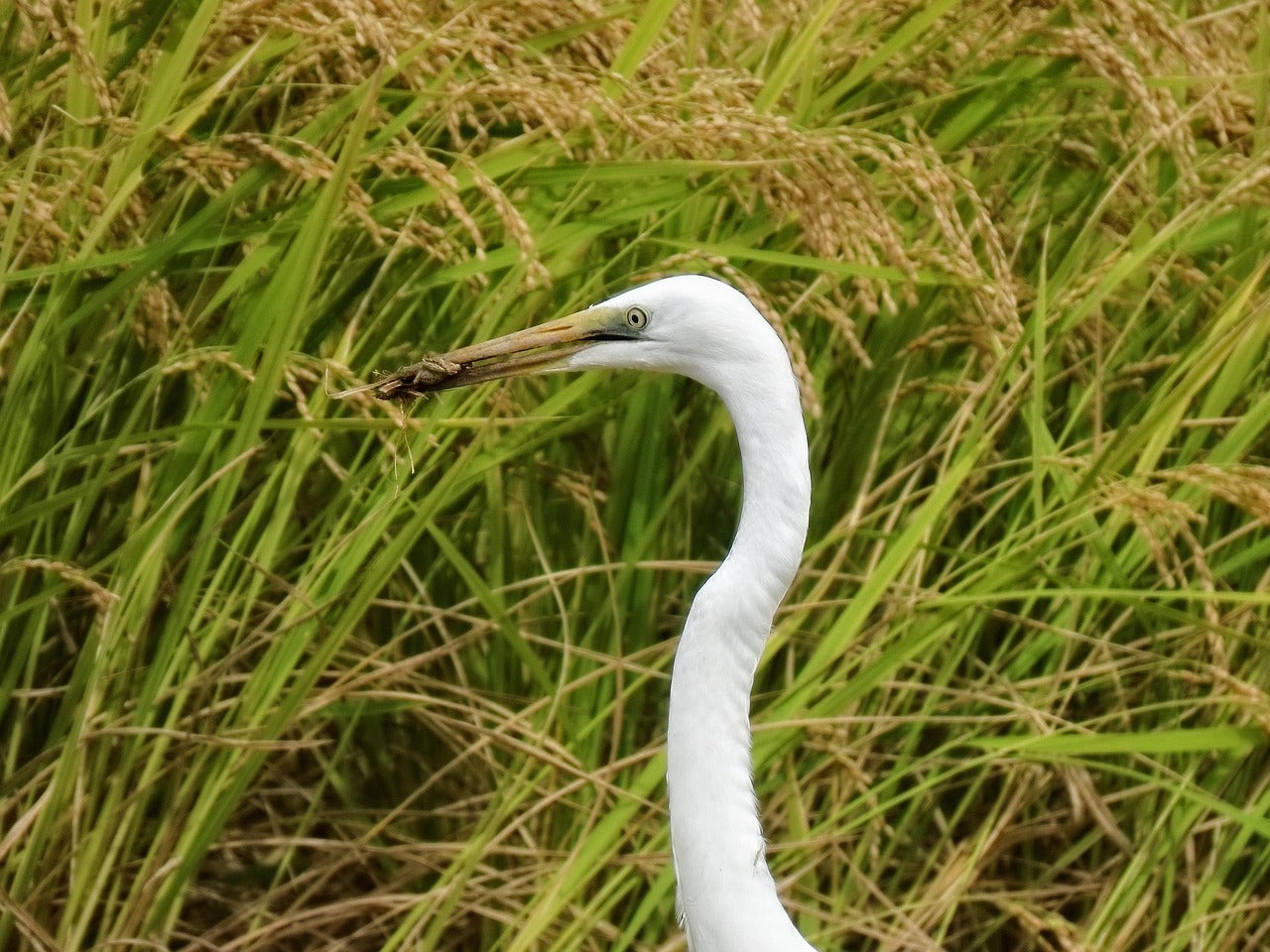Rice Seed