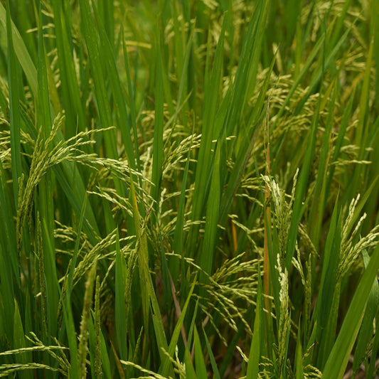 Rice Seed