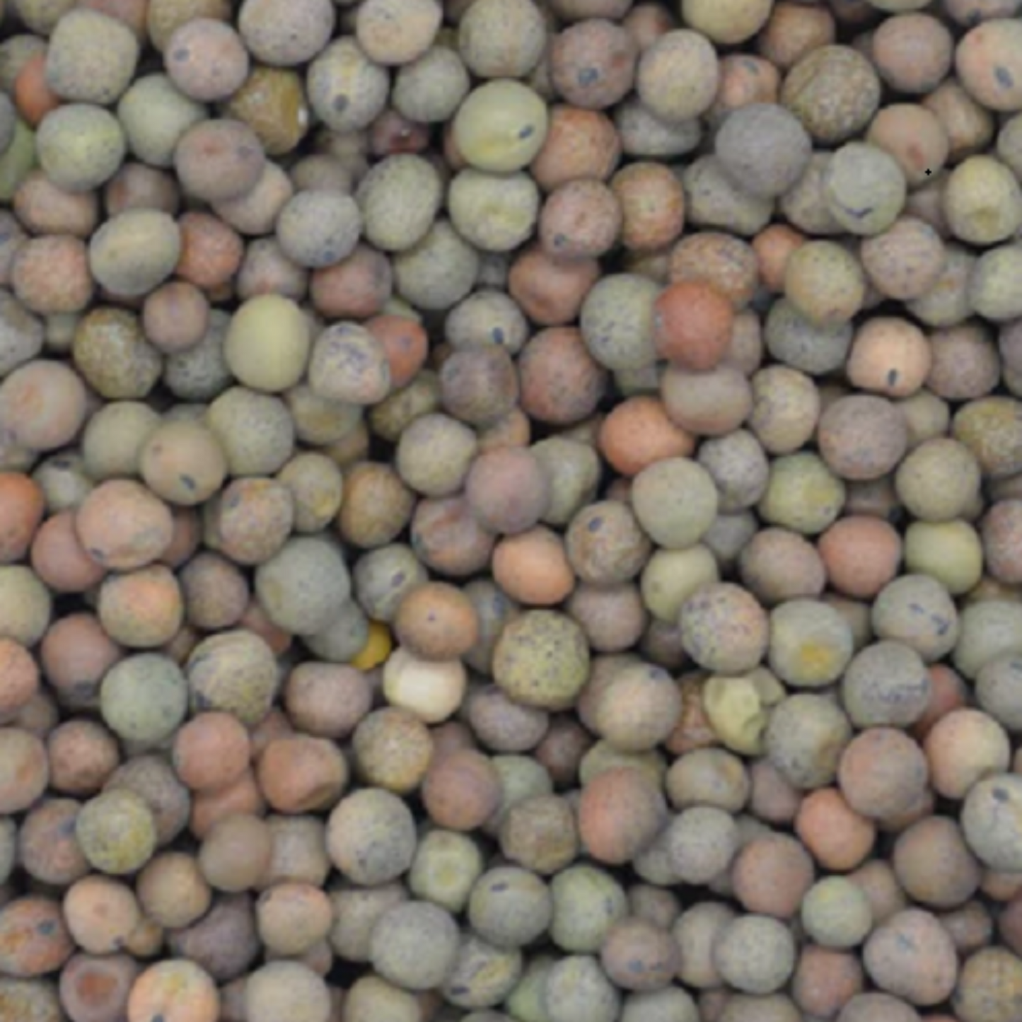 Austrian Winter Pea Seed